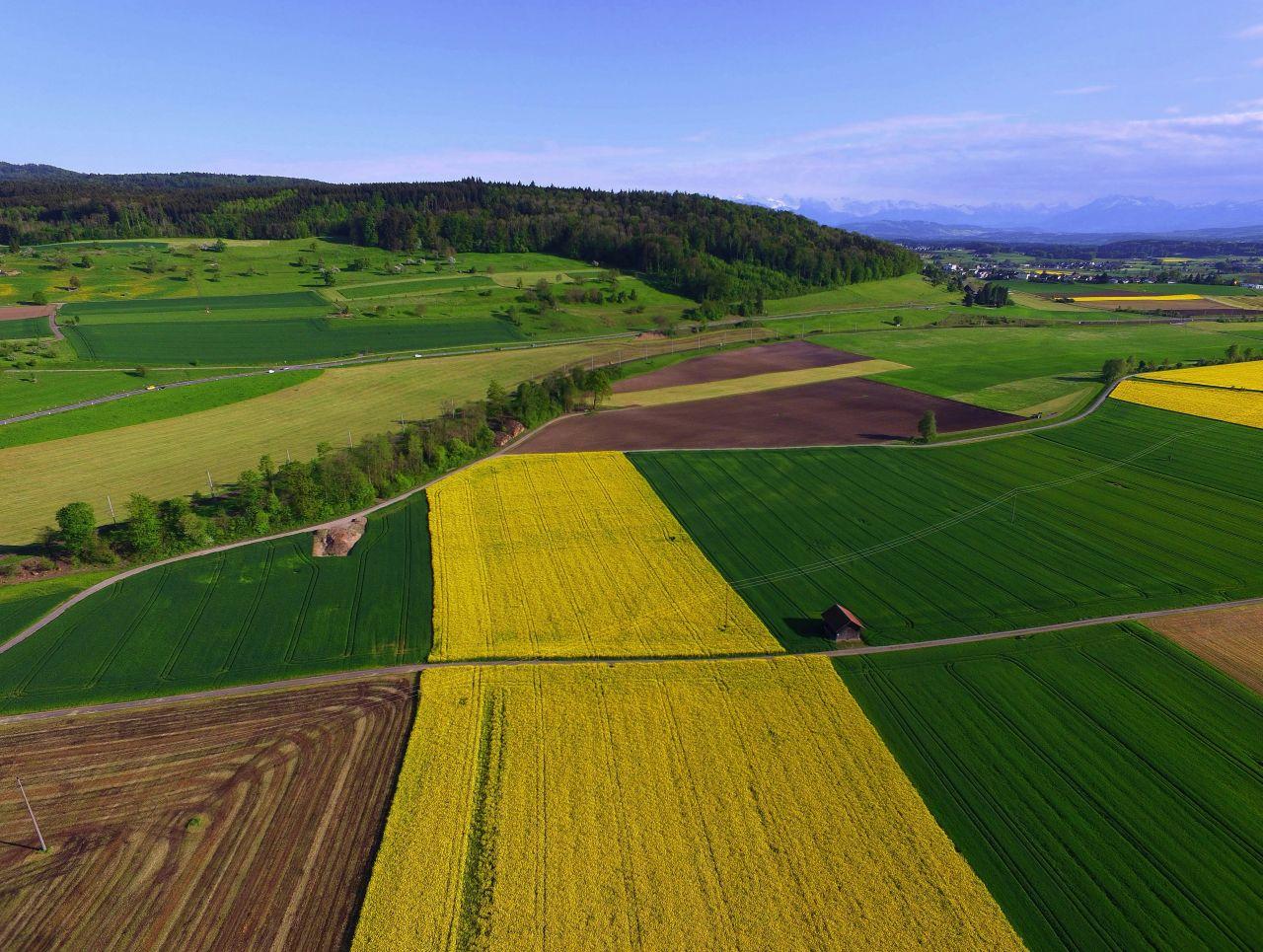 A green and yellow flowering meadow in Switzerland (Bonstetten, Canton of Zurich) on a sunny day.