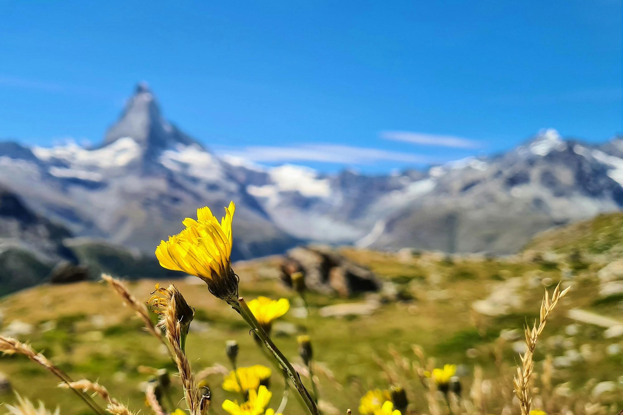 A yellow alpine flower in front of the Matterhorn above Zermatt.