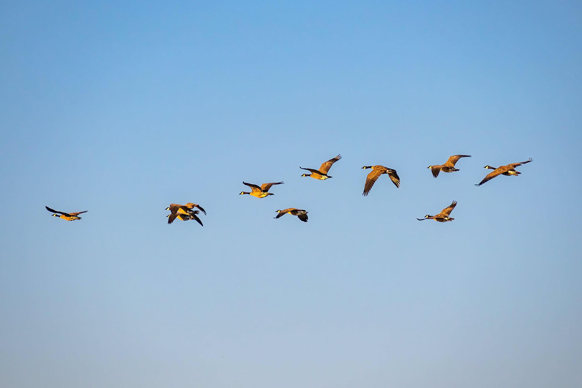 Leitungsgruppe des NFP 82 "Biodiversität und Ökosystemleistungen" gewählt