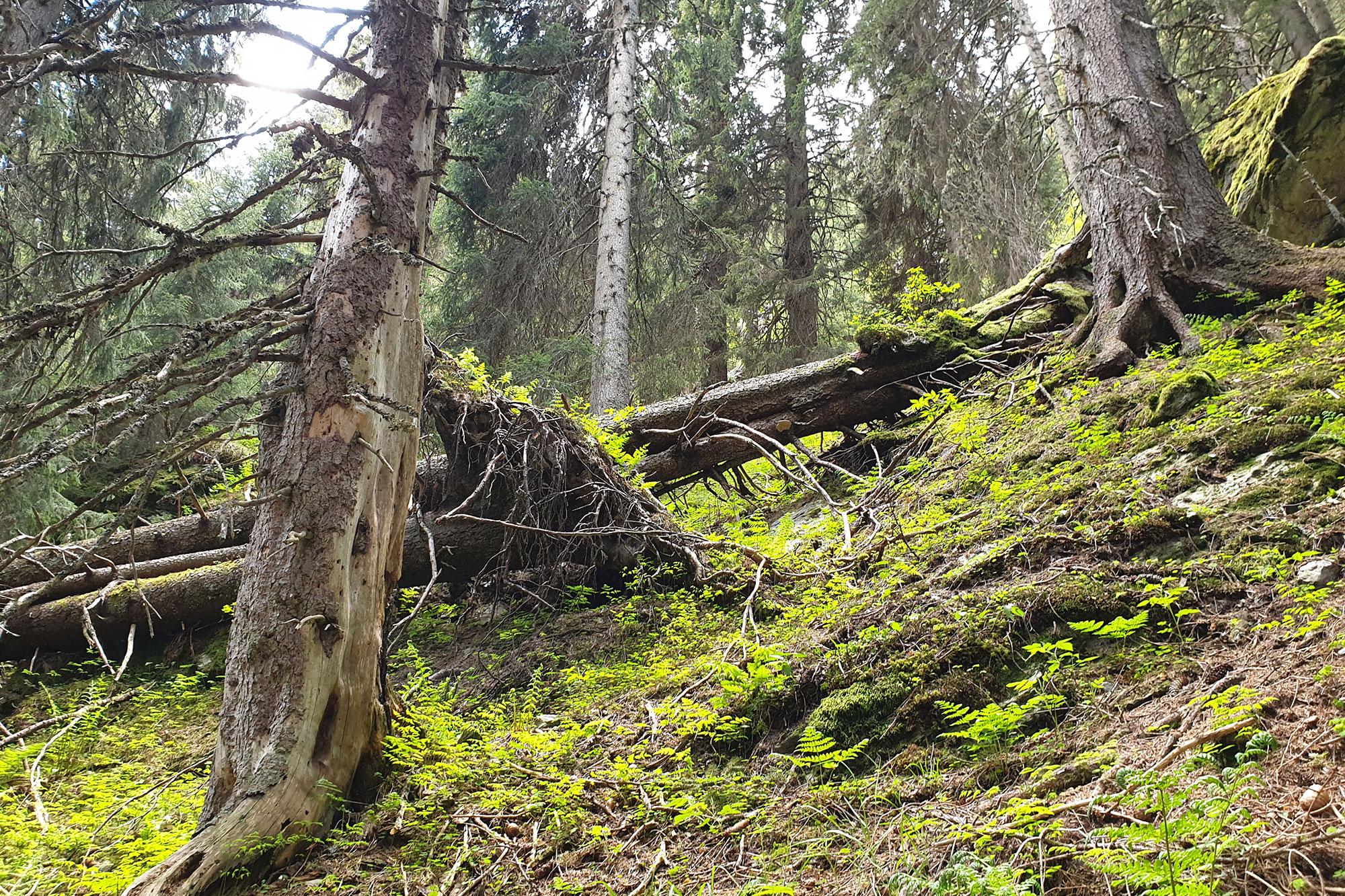 Bödmerenwald, Canton Schwyz